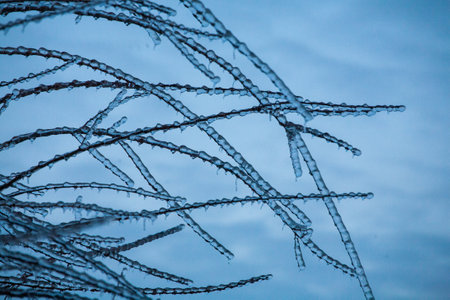 Frosty Spruce Branches.Outdoor frost scene winter background. Beautiful tree Icing in the world of plants and sunrise sky. Frosty , snowy, scenicの写真素材