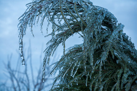 Frosty Spruce Branches.Outdoor frost scene winter background. Beautiful tree Icing in the world of plants and sunrise sky. Frosty , snowy, scenicの写真素材