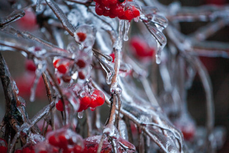 Red viburnum berries frozen by the first frosts in December. Viburnum fruits covered with ice and frost. Winter berries with vitaminsの写真素材