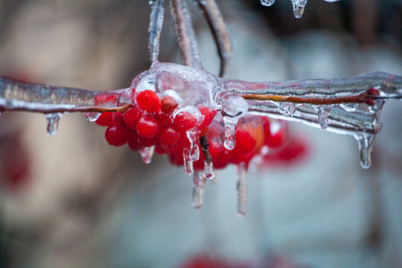 Red viburnum berries frozen by the first frosts in December. Viburnum fruits covered with ice and frost. Winter berries with vitaminsの写真素材