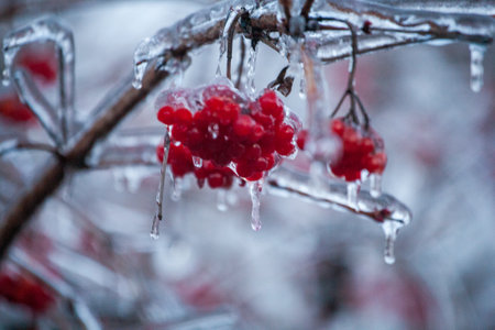 Red viburnum berries frozen by the first frosts in December. Viburnum fruits covered with ice and frost. Winter berries with vitaminsの写真素材