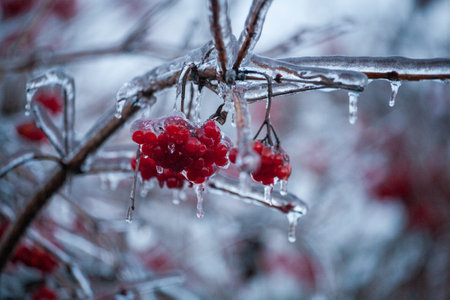 Red viburnum berries frozen by the first frosts in December. Viburnum fruits covered with ice and frost. Winter berries with vitaminsの写真素材