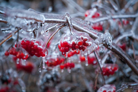 Frosty Spruce Branches.Outdoor frost scene winter background. Beautiful tree Icing in the world of plants and sunrise sky. Frosty , snowy, scenicの写真素材