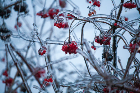 Red viburnum berries frozen by the first frosts in December. Viburnum fruits covered with ice and frost. Winter berries with vitaminsの写真素材