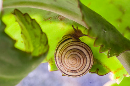 Snail on a green leaf during the monsoons on a green leaf during the monsoonsin garden. Burgundy snail, edible snail or escargot, is a species of large, edible, air-breathing land snailの写真素材