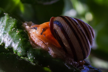 Snail on a green leaf during the monsoons on a green leaf during the monsoonsin garden. Burgundy snail, edible snail or escargot, is a species of large, edible, air-breathing land snailの写真素材