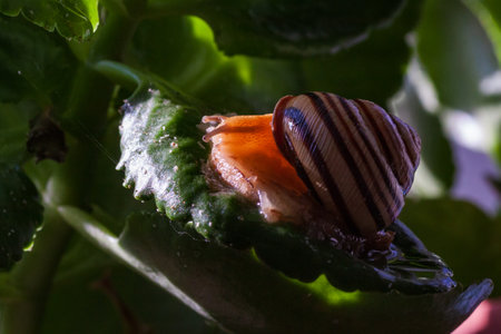 Snail on a green leaf during the monsoons on a green leaf during the monsoonsin garden. Burgundy snail, edible snail or escargot, is a species of large, edible, air-breathing land snailの写真素材