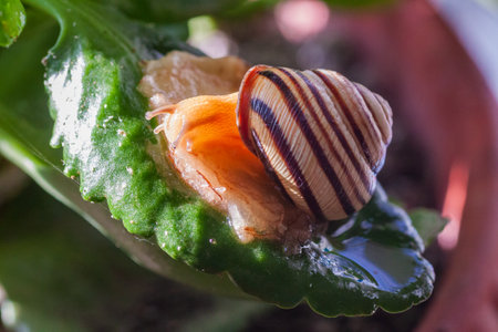 Snail on a green leaf during the monsoons on a green leaf during the monsoonsin garden. Burgundy snail, edible snail or escargot, is a species of large, edible, air-breathing land snailの写真素材