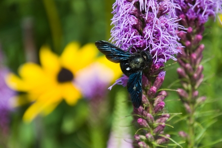 Violet carpenter beeの写真素材