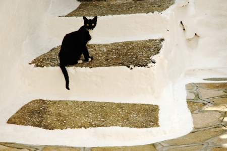 Black cat sitting on the stairs leading to the house in Greece の写真素材