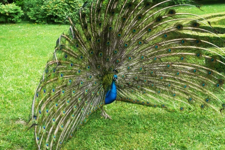 Peacock beckons peahen in the castle garden in Kromeriz, Czech Reoublic の写真素材
