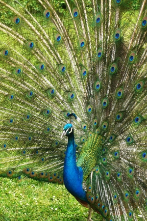 Peacock beckons peahen in the castle garden in Kromeriz, Czech Reoublic の写真素材