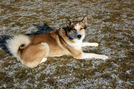 West Siberian Laika dog lying on a frozen meadowの写真素材