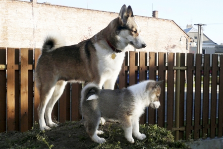 West Siberian Laika dog and her puppy