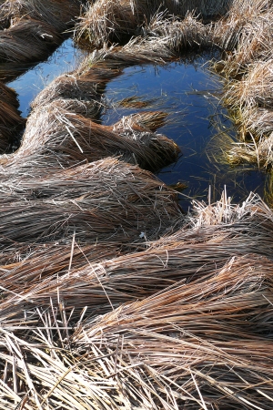 Dry, uncut grass after spring snow thawing with the remaining waterの写真素材
