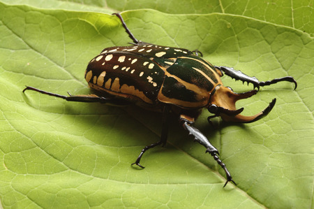 Beetle Chelorrhina confluens polyphemus, which is home to Africa - Cameroon, Congo – male