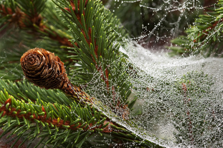 Spider web in the morning dew on the branches of spruceの写真素材
