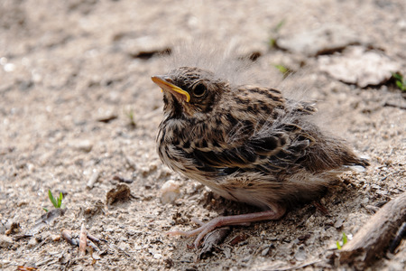 Little bird fell out of the nest on the roadの写真素材