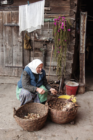 VILLAGE ROVENSKO, ROMANIAN BANAT, MAY 29, 2009 - Unidentified old woman cuts potatoes for animals in the backyard  のeditorial素材