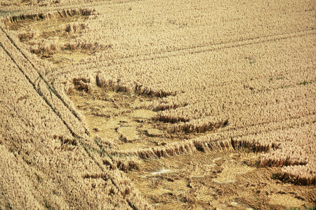 Corn field before harvest partially damaged by stormの写真素材