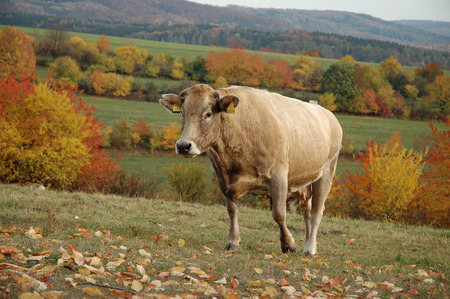 Bovines grazing on autumn in the foothills of mountain range Jeseniky, Moravia, Czech Republicの写真素材