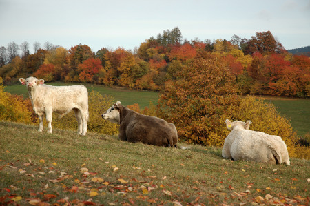 Bovines grazing on autumn in the foothills of mountain range Jeseniky, Moravia, Czech Republicの写真素材