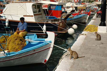 PYTHAGOREIO, GREEK, JUNE 10, 2005 - Cats watching fishermen repairing network in harborのeditorial素材