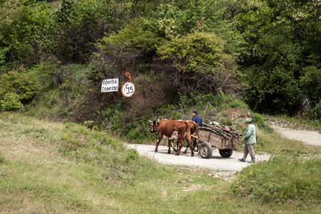 VILLAGE EIBENTHAL, ROMANIAN BANAT, MAY 29, 2009 - Cows pulling a cart with wood. Eibenthal is one of six purely Czech villages in Romania, where the Czechs live more than 150 yearsのeditorial素材