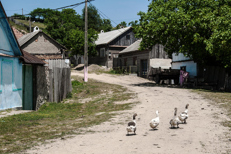 Geese on the village square Rovensko. Rovensko is one of six purely Czech villages in Romania, where the Czechs live more than 150 yearsの写真素材