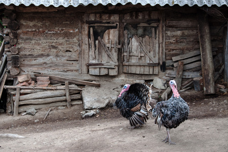 Turkeys in the yard of Romanian farm before old styの写真素材
