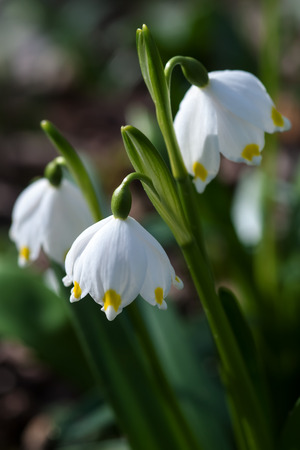 Snowflake flowers early spring time in forestの写真素材