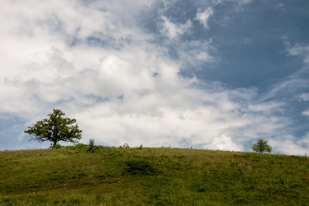 Two trees on the hill under a cloudy sky in summerの写真素材