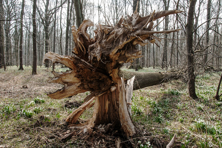 The wind and the storm uproot an old tree in the forestの写真素材