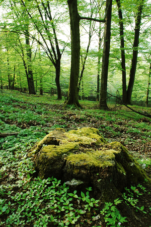 Large tree stump mossy forest in springの写真素材