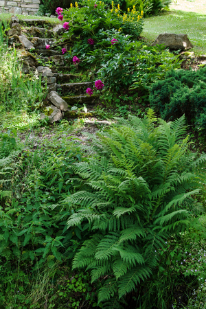Fern and old stone staircase in the old gardenの写真素材