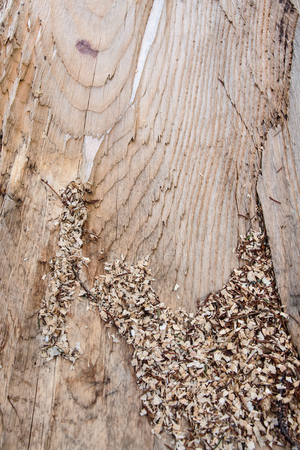 Wood texture of cut tree trunk, close-up with sawdustの写真素材