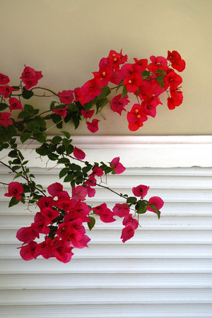 Bougainvillea is a beautiful flowering shrub typical for Greeceの写真素材