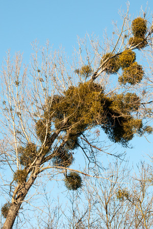 Mistletoe (Viscum album) is a parasite of trees. Here is on poplar trees in autumn around Litovel, Czech Republicの写真素材