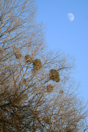Mistletoe (Viscum album) is a parasite of trees. Here is on poplar trees in autumn around Litovel, Czech Republicの写真素材