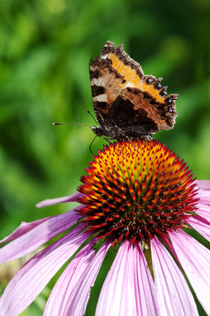 Butterfly seeks a nectar on top of a pink coneflowerの写真素材