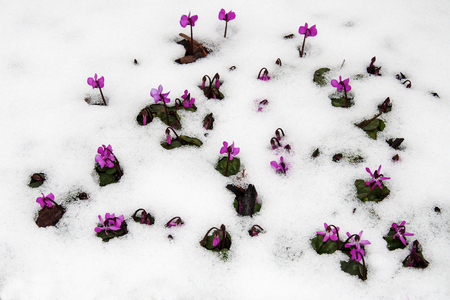 Purple flowers (Cyclamen purpurascens) on a grass lawn from under the snow. First flowers make their way through the snowの写真素材