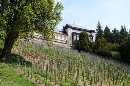 CZECH REPUBLIC, ZBIROH - MAY 25, 2019: Newly planted vineyard under the Neo-Renaissance Zbiroh chateau. Alfons Mucha painted The Slav Epic here.のeditorial素材