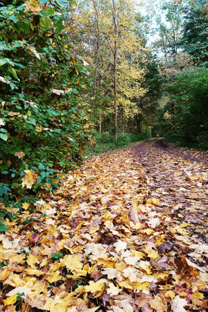 Autumn around the bike path in the forest in Litovelske Pomoravi, Moravia, Czech Republicの写真素材