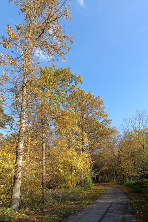 Autumn around the bike path in the forest in Litovelske Pomoravi, Moravia, Czech Republicの写真素材