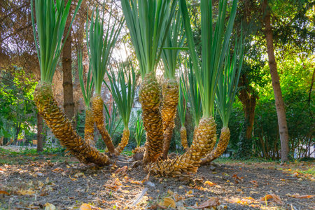 Close-up of exotic tropical plants with tall spiky green leaves and rough textured trunks, growing in a sunlit garden, symbolizing vitality, diversity, and botanical beauty.の写真素材