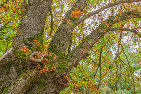 Close-up of a large tree trunk covered in moss with spreading branches full of green and dry autumn...