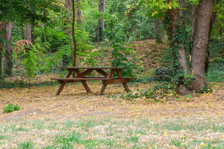 A wooden picnic table sits in a serene forest clearing, surrounded by trees with green and autumn leaves scattered on the ground, creating a peaceful outdoor rest and leisure setting.の写真素材