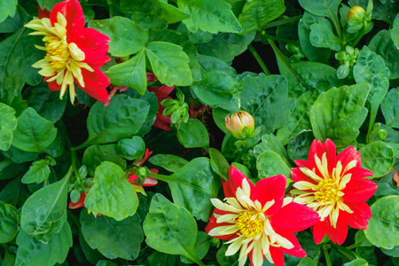 Close-up of bright red and yellow dahlia blossoms with layered petals, highlighted against dense green foliage, captured in a garden setting during peak blooming season.の写真素材