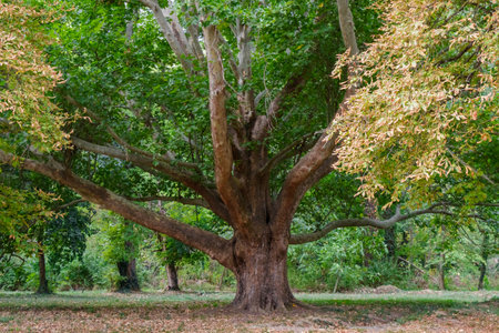Majestic tree with a thick trunk and wide branches showcasing a mix of green and golden autumn leaves in a tranquil park setting, symbolizing seasonal change and natural beauty.の写真素材