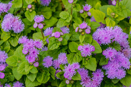 Close-up of vibrant purple floss flowers (Ageratum houstonianum) with fluffy petal clusters, growing...